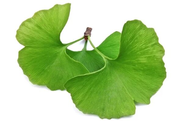 OstyHealth bevat ginkgo biloba