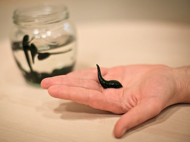 toepassing voor de behandeling van artrose van het kniegewricht